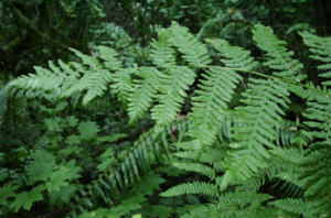 Bracken fern